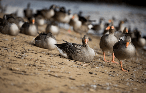 Vente de foie gras interdite au Brésil : une décision critiquée par la France