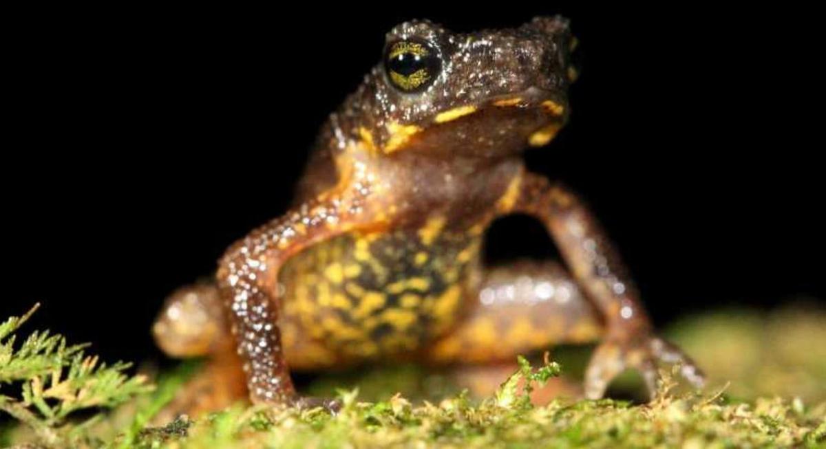 Mini grenouille Thailande