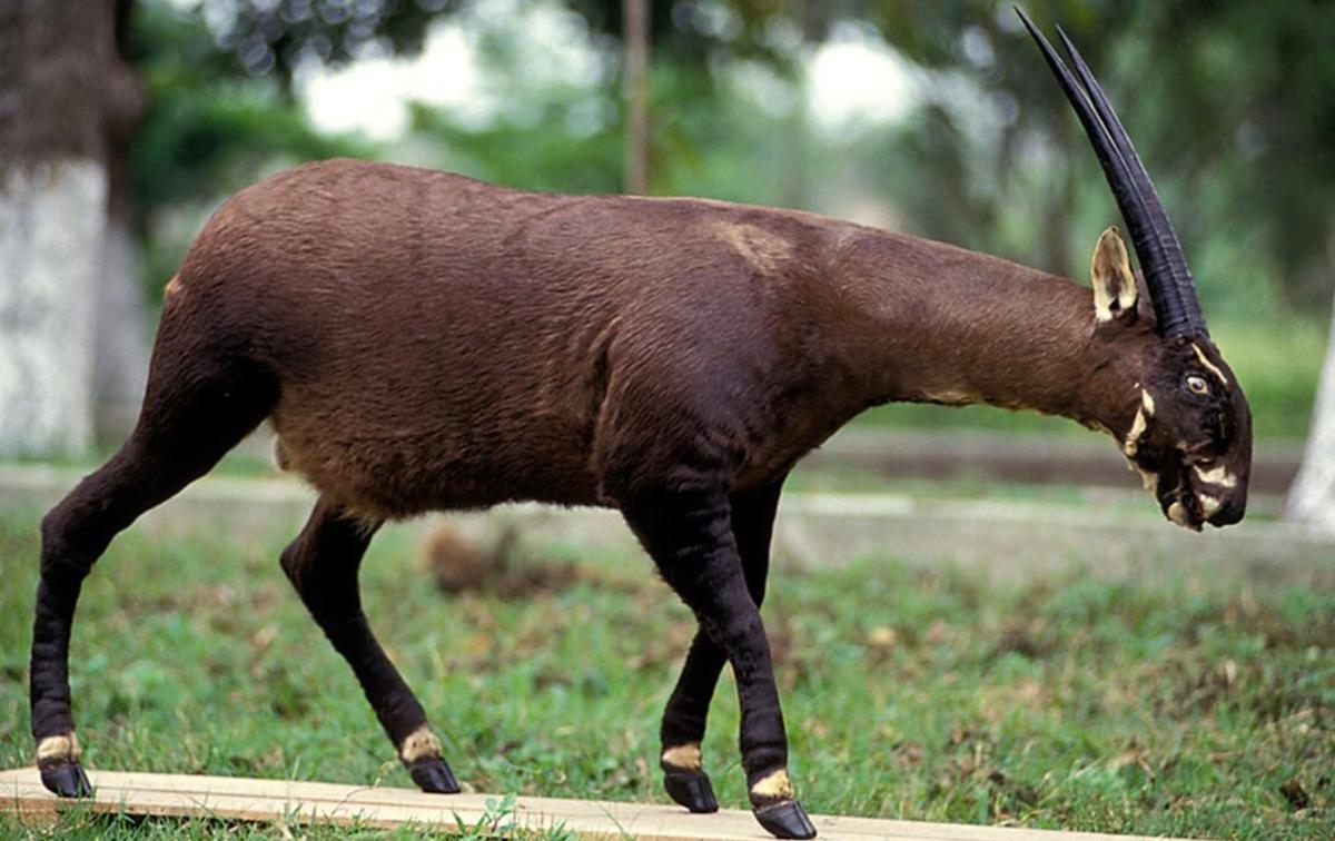Licorne asiatique