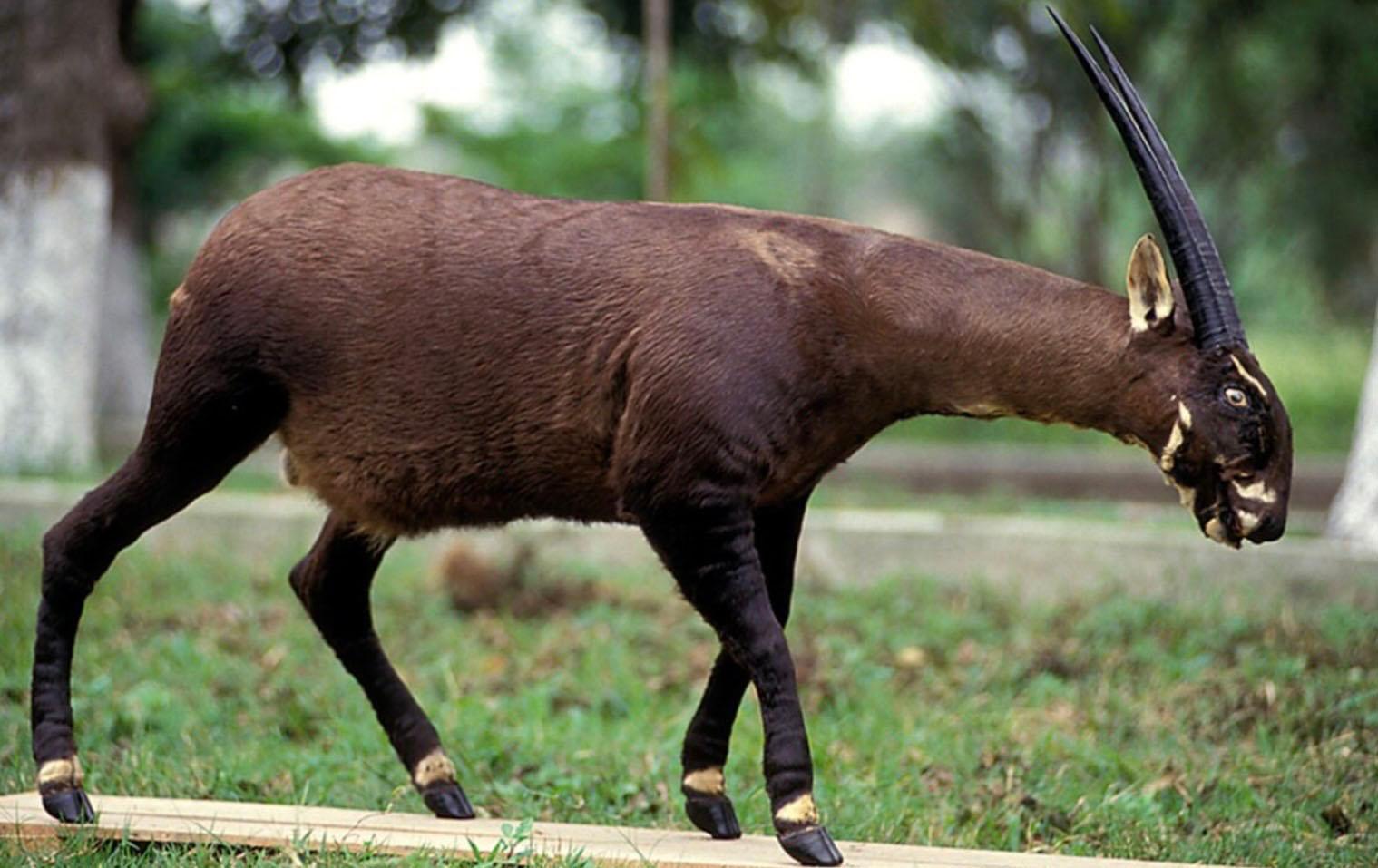 Licorne asiatique