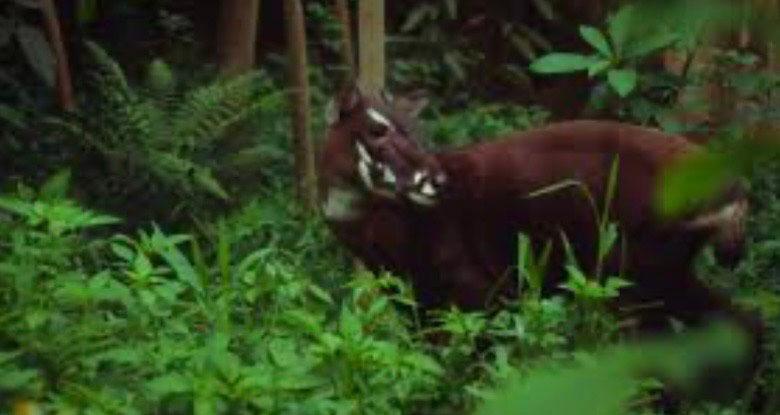 Animal en forêt Thaïlande