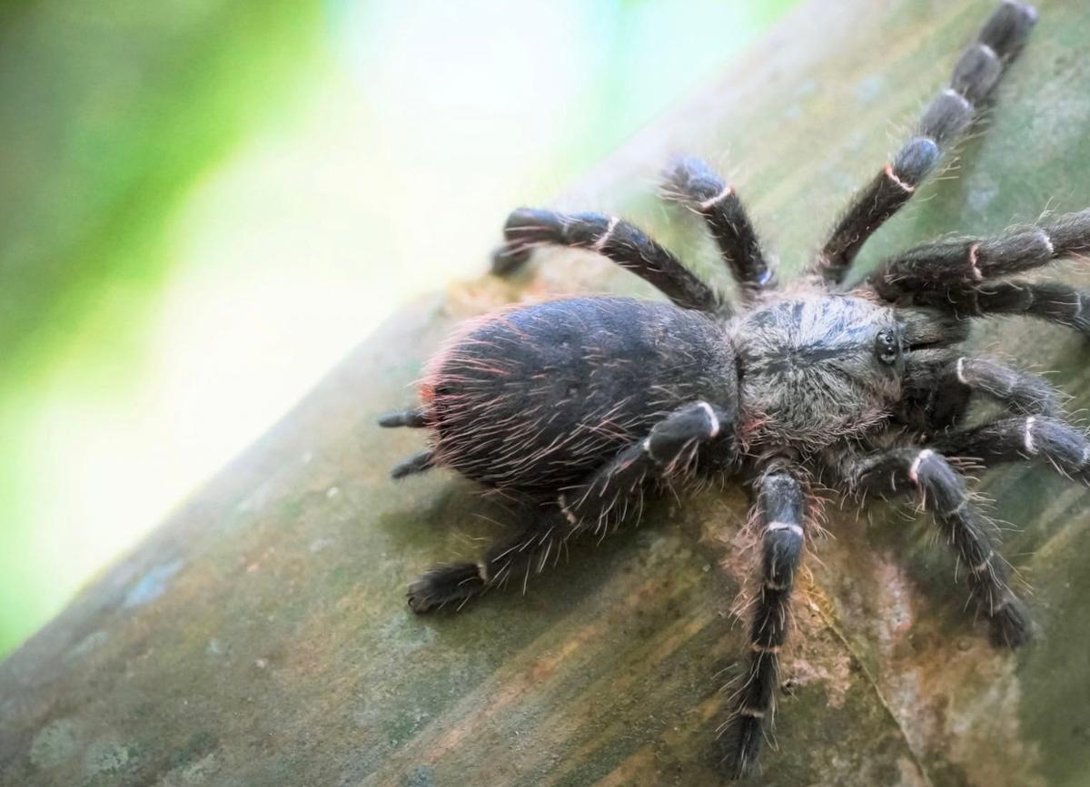 Araignée dans bambou Thaïlande