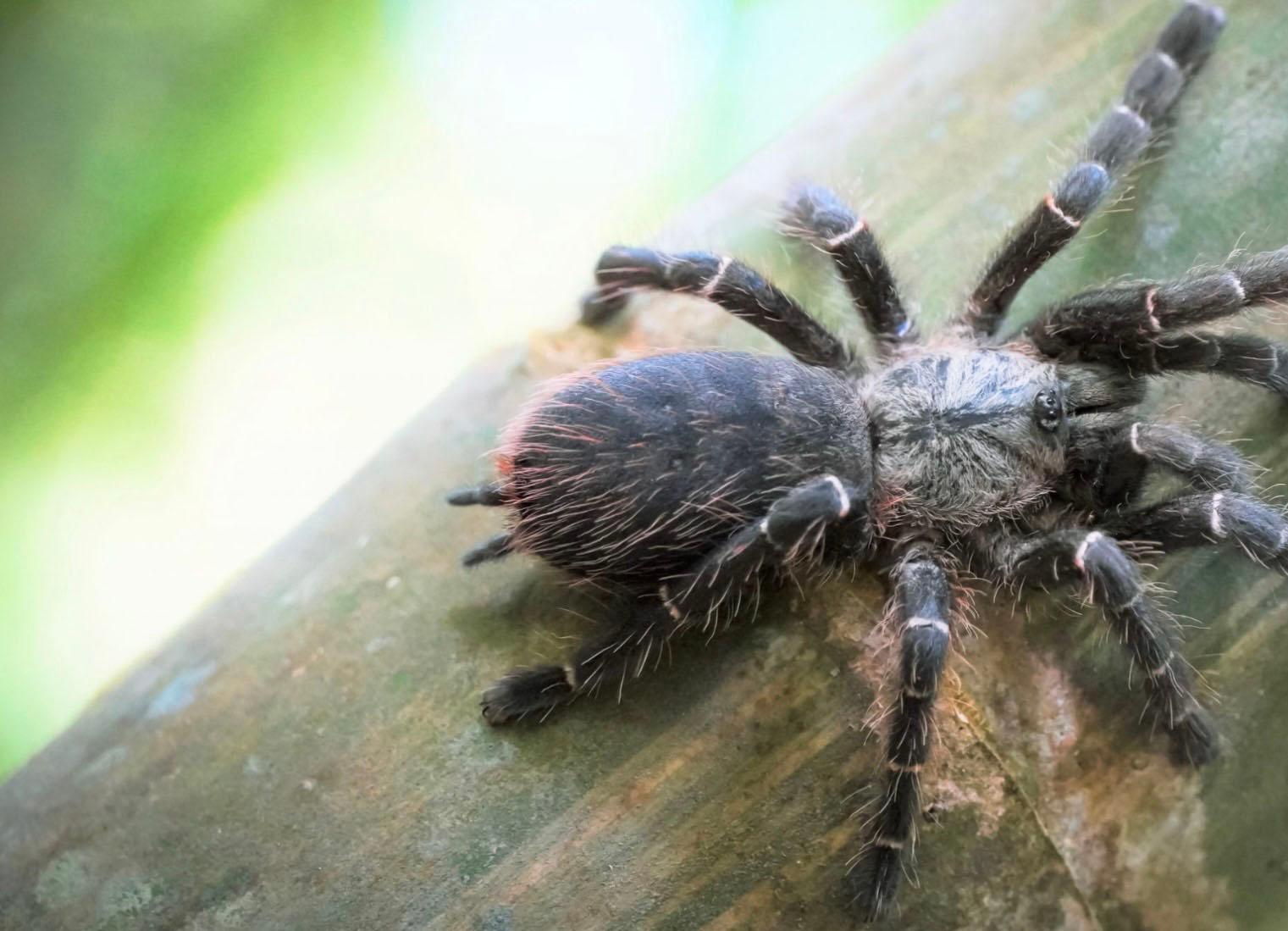 Araignée dans bambou Thaïlande