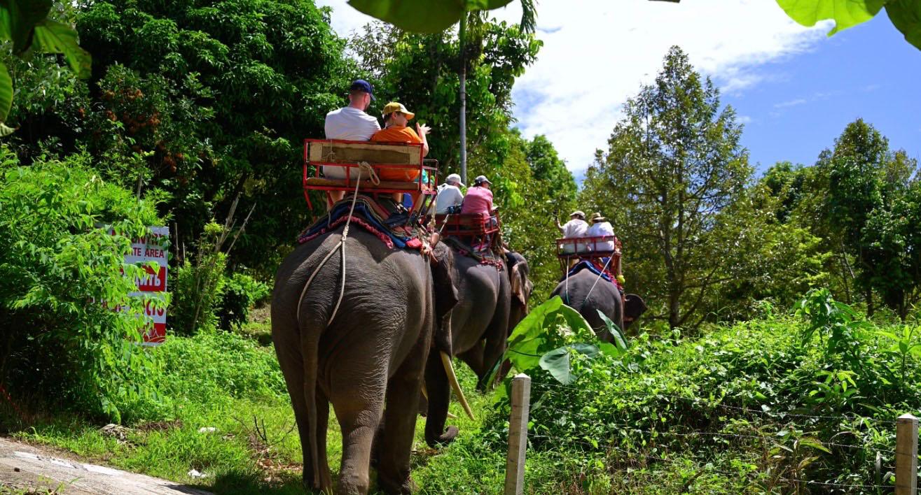 Éléphant monté Thaïlande