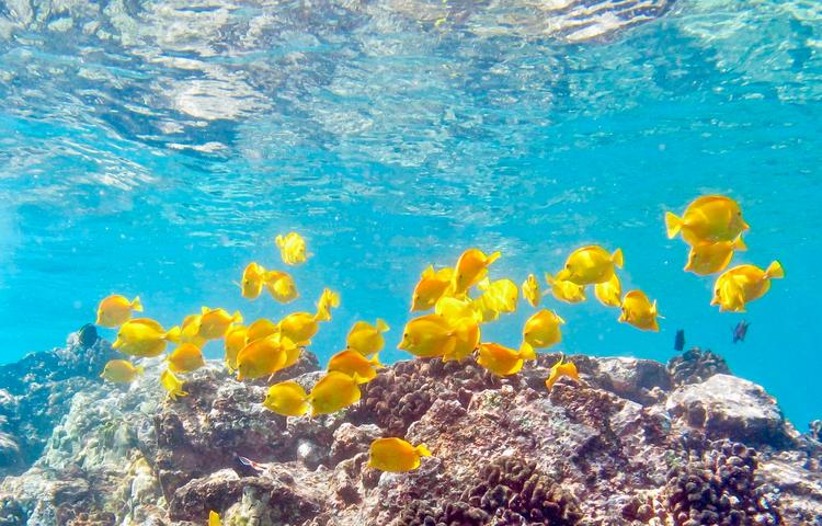 Le fond sous-marin hawaïen avec ses poissons chirurgiens jaunes © Claude Budin-Juteau