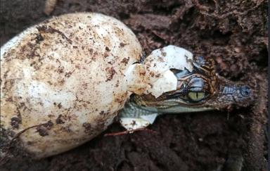 Les Cardamomes au Cambodge, un refuge pour le crocodile du Siam