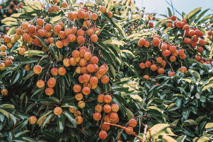 Litchi2026-chute-production-hausse-prix-Image