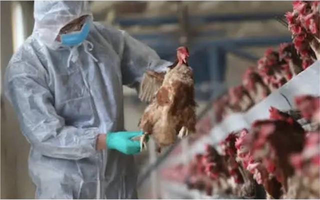 Nouveau cas humain de grippe aviaire au Cambodge