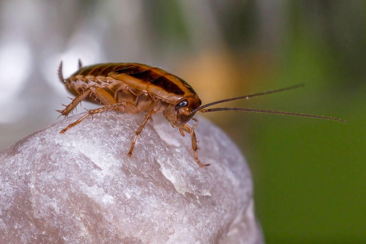 blatte de madagascar