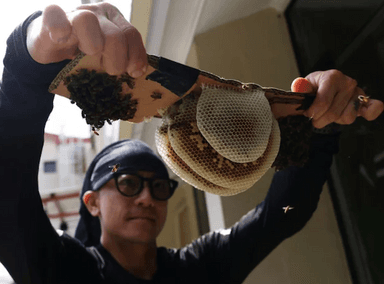 singapour abeilles