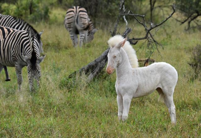 zebre_albinos