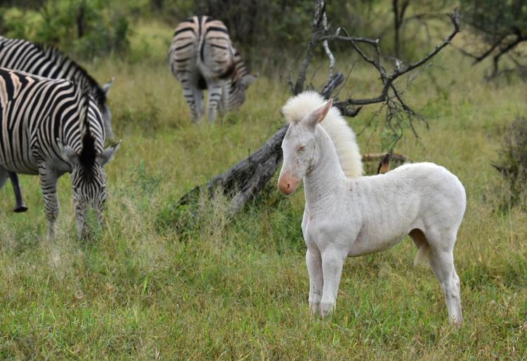 zebre_albinos