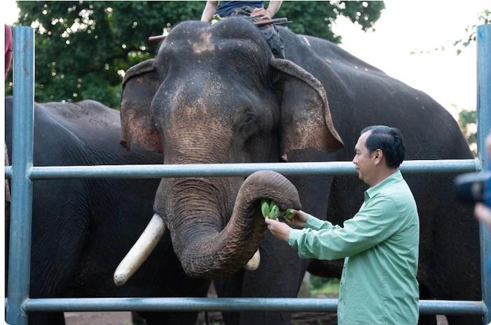Au Cambodge, les éléphants domestiqués se font rares 1