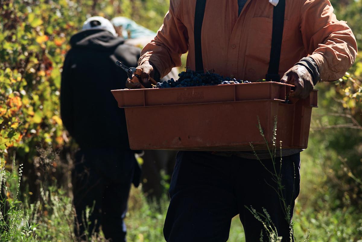 Les vendanges en France commencent (CC/ Gonzalo Acuña)