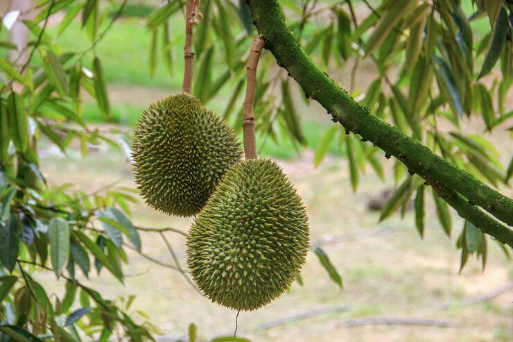 Le marché indien s’ouvre au durian vietnamien