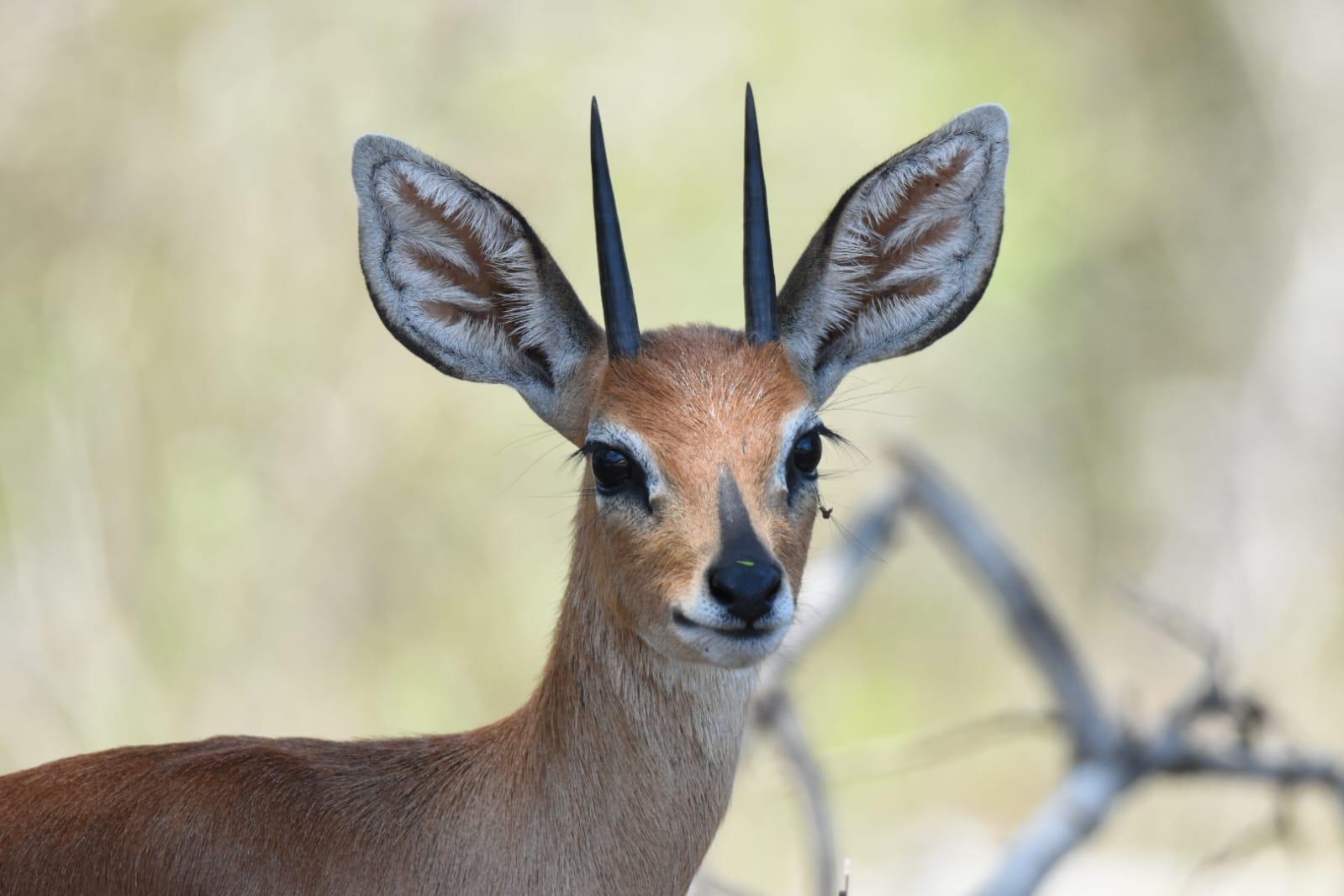 Steenbok par Laurence ZANINO