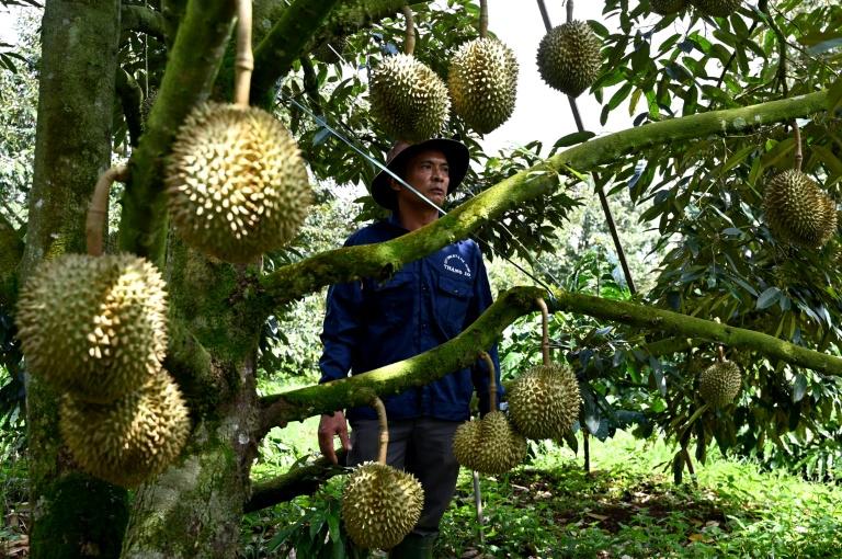 Sur les hauts plateaux du Vietnam, le lucratif durian remplace le café