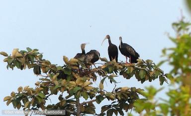 ibis géant