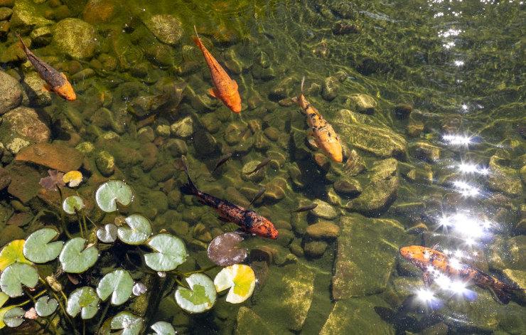 Les poissons d'eau douce d'Asie : un patrimoine naturel fascinant