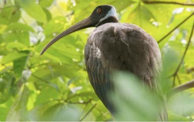 six ibis 2