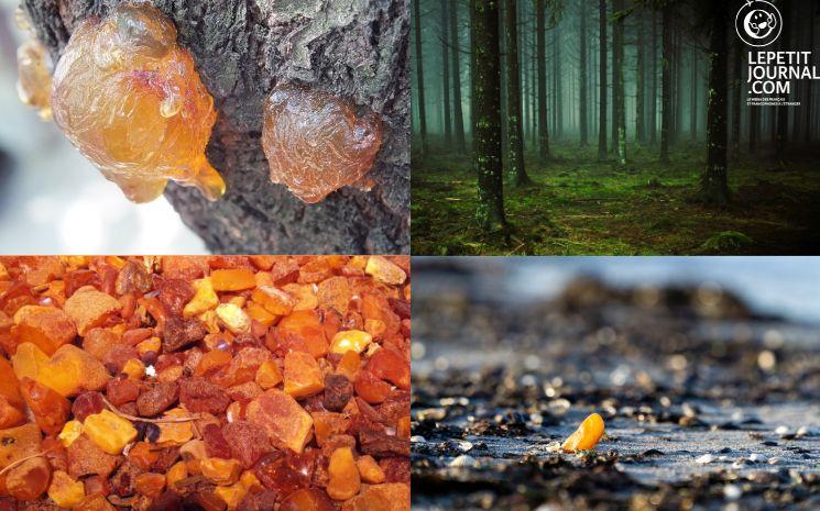 formation ambre succinite milliers d'années conifères forêts pologne plages baltique