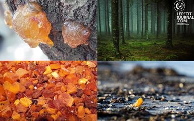 formation ambre succinite milliers d'années conifères forêts pologne plages baltique