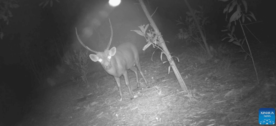 Cerf-cochon