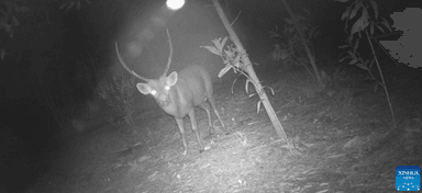 Cerf-cochon