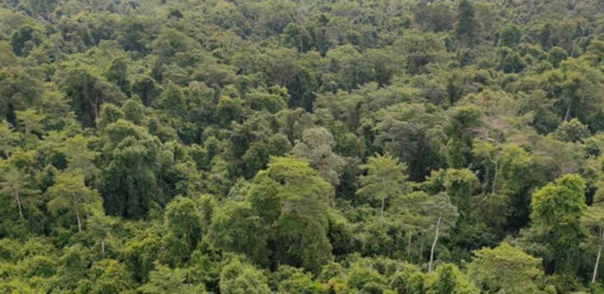Forêt Thaïlande