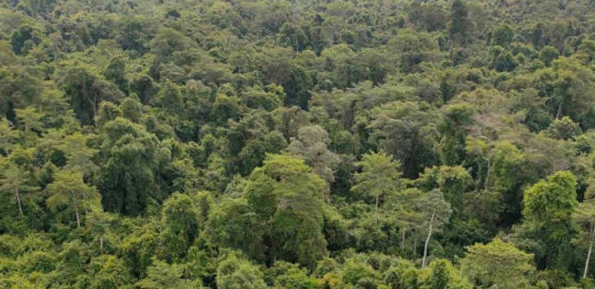 Forêt Thaïlande