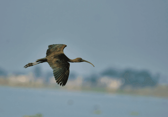 Ibis Hadeda à Johannesburg