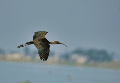 Ibis Hadeda à Johannesburg