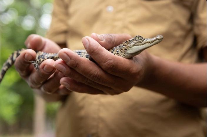 Le Cambodge, un refuge pour les crocodiles du Siam 2