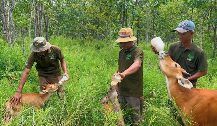 Un refuge pour la faune sauvage au Cambodge