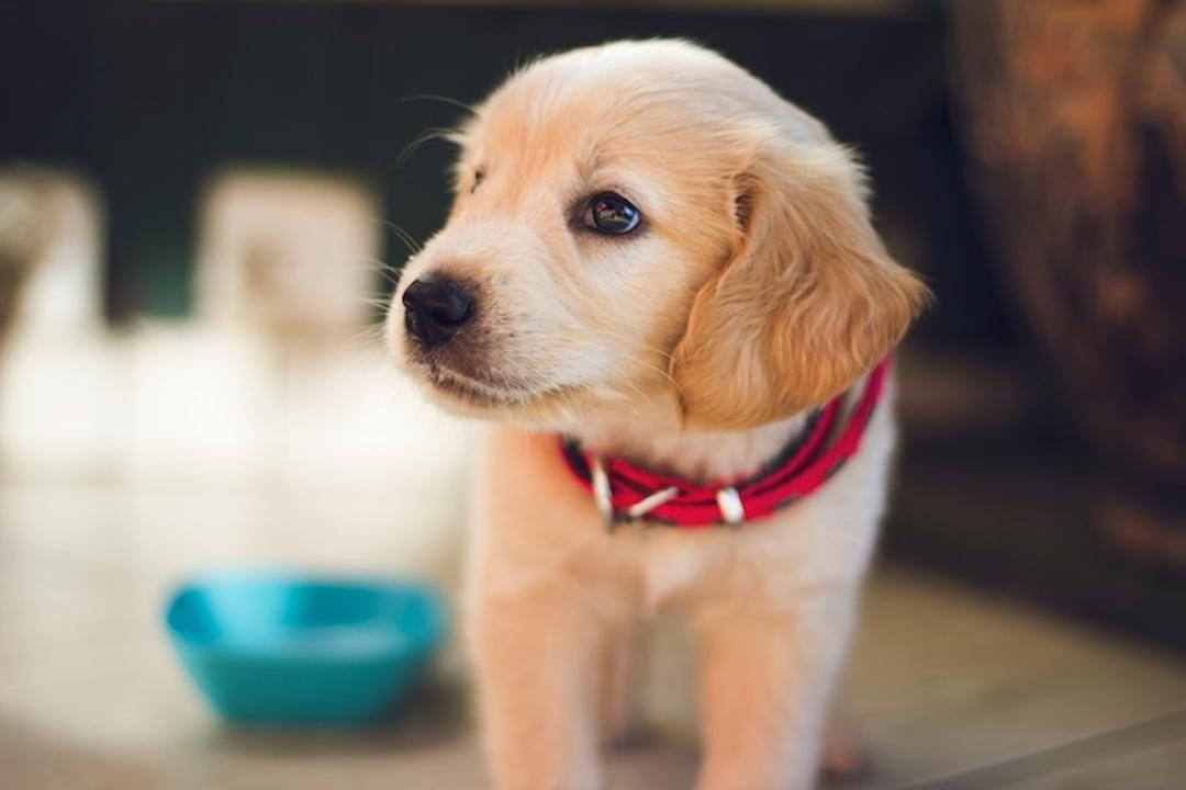 chien dans un lieu public à hong-kong