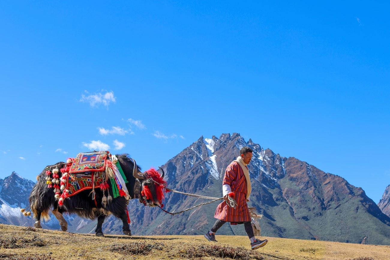 défilé de yaks lors du Royal Highland Festival à Laya, Bhoutan-shutterstock_2701564369 (1)