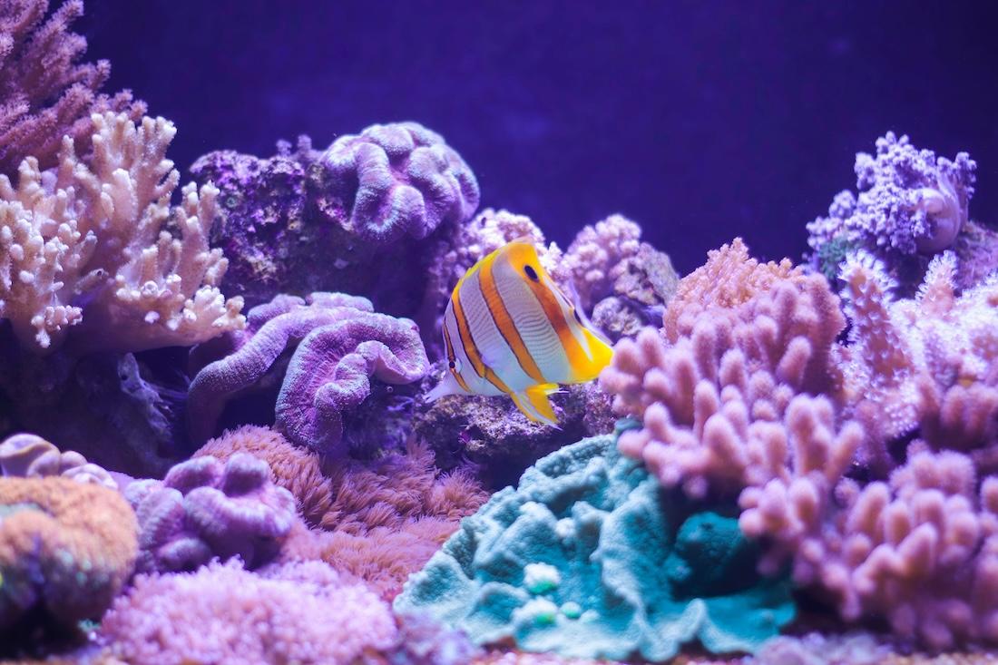 des coraux aux tons violets et un poisson aux rayures jaunes et blanches_0