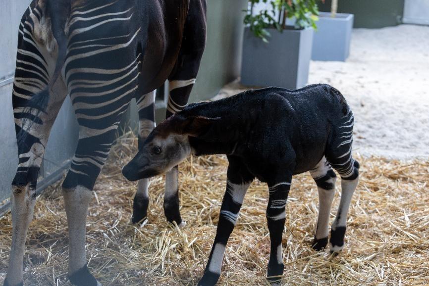 Kisala et son nouveau né okapi à Singapour - Photo credit: Mandai Wildlife Group
