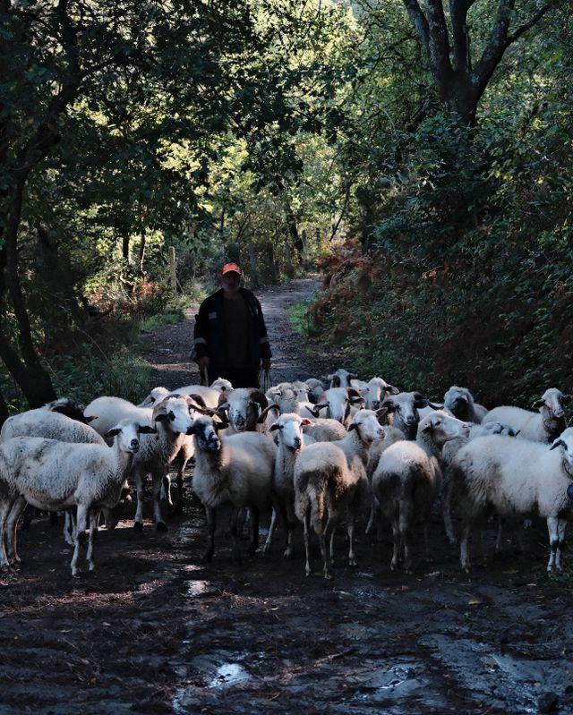 moutons roumanie plan européen
