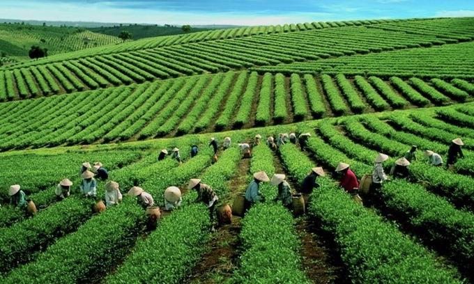 Le thé vietnamien séduit de plus en plus les États-Unis