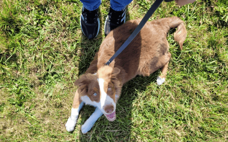 chien adopté, photo d'illustration