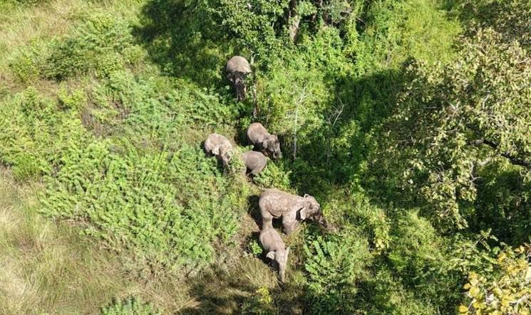 Des éléphants suivis de près après un drame à Preah Vihear au Cambodge