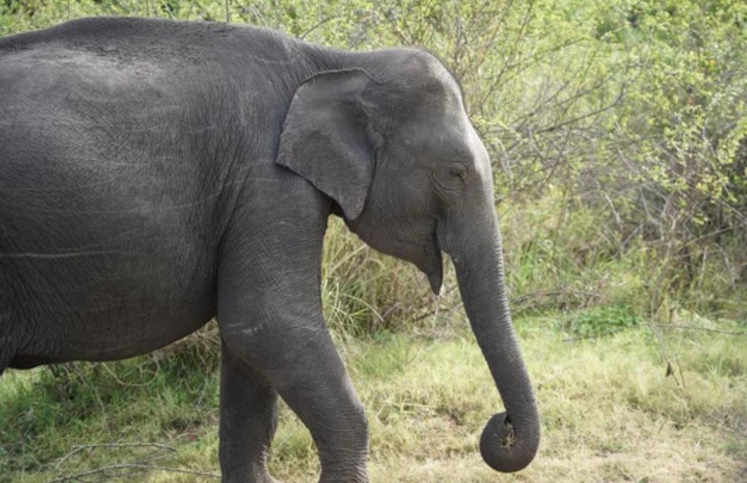 Éléphant