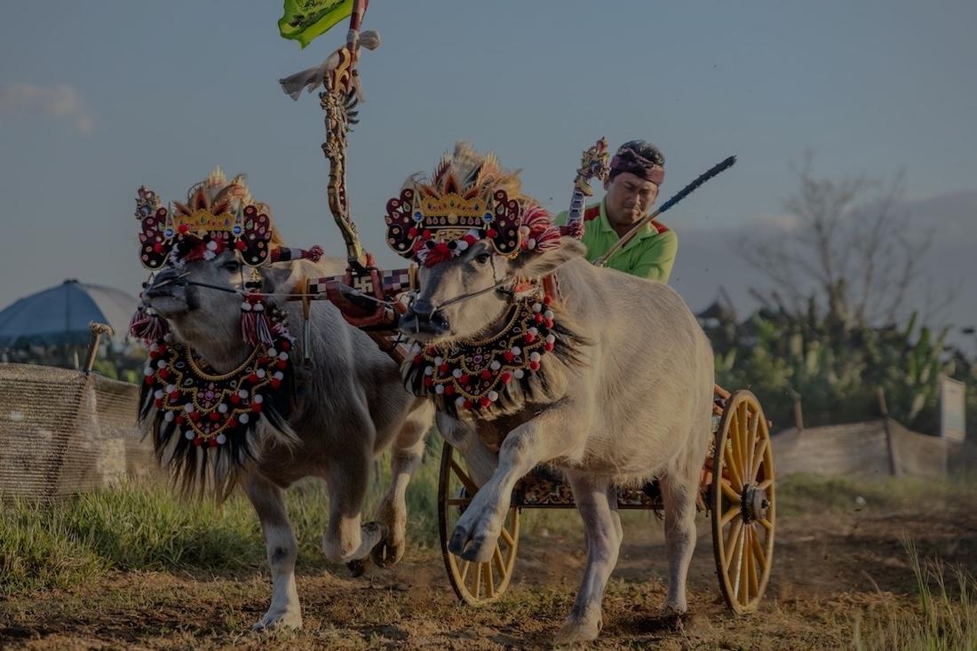 un homme sur une charette tirée par des buffles Makepung à jembrana, bali