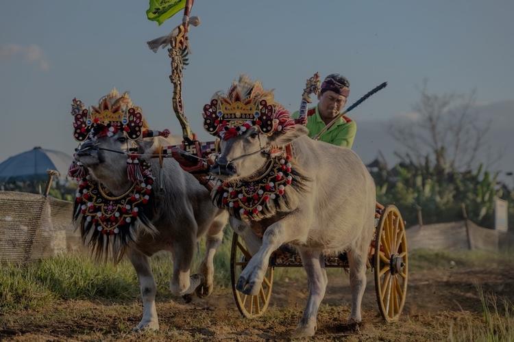 un homme sur une charette tirée par des buffles Makepung à jembrana, bali