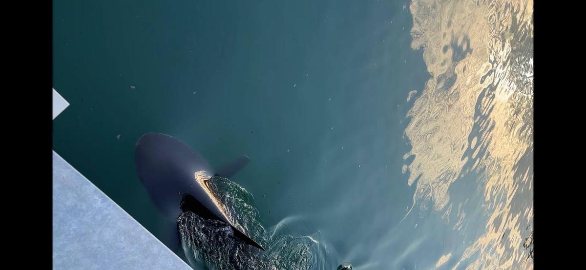 REQUIN BUSAN RETOURNE MER