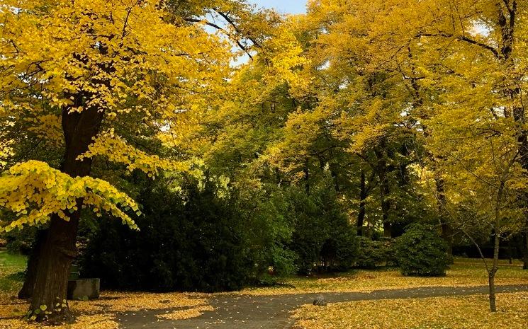 Arbres aux feuilles jaunes en novembre à berlin
