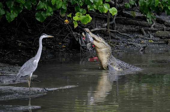 crocodile-singapour