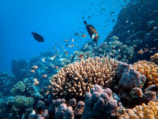 des fonds marins avec coraux et poissons de différentes tailles