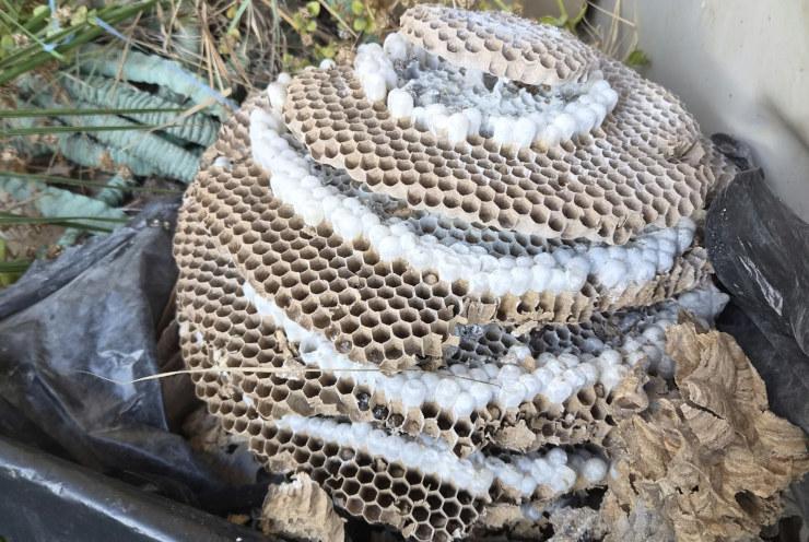 Frelon à pattes jaunes : chez lui au Vietnam, invasif en France